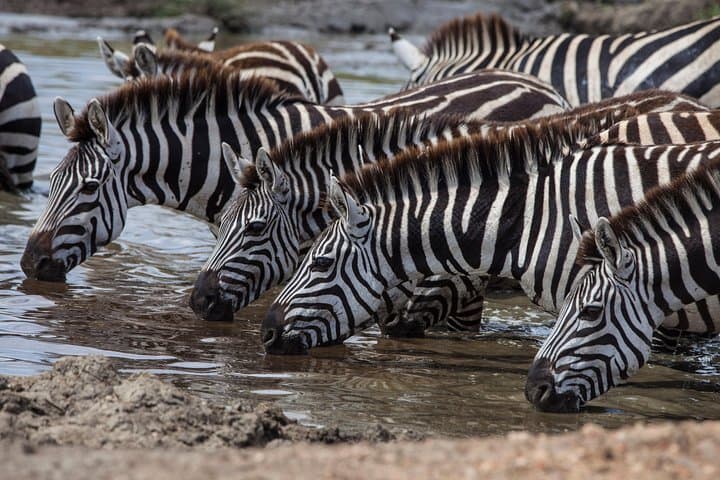 Kenya Safari: Amboseli, Lake Naivasha & Maasai Mara 6-Day Wildlife Package