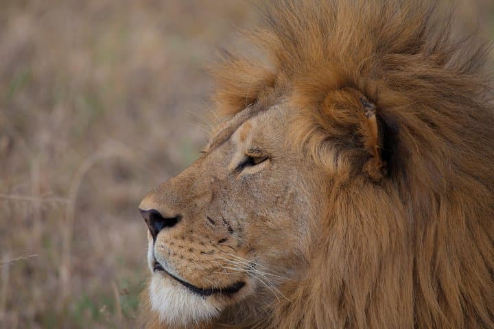 Kenya Safari: Amboseli, Lake Naivasha & Maasai Mara 6-Day Wildlife Package photo 2