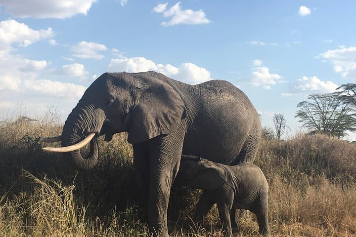 Kenya Safari: Amboseli, Lake Naivasha & Maasai Mara 6-Day Wildlife Package photo 4