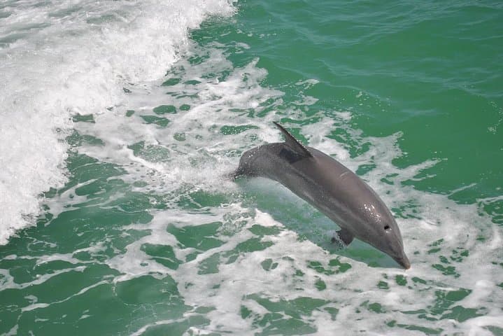 Guaranteed Dolphin Watching Cruise in Clearwater photo 3
