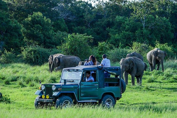 From Colombo to the Lion Rock: Sigiriya, Dambulla & Minneriya Safari Day Trip photo 2