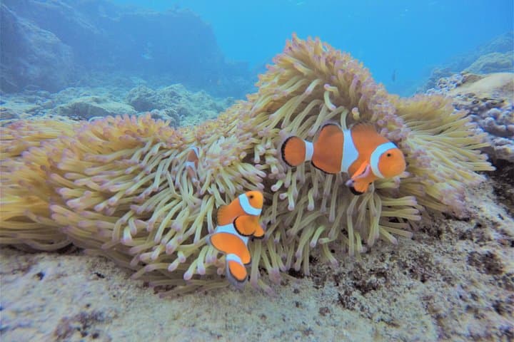 Blue Cave Experience Diving at Cape Maeda, Okinawa — Private Instructor, Fish Feeding & Photos photo 4