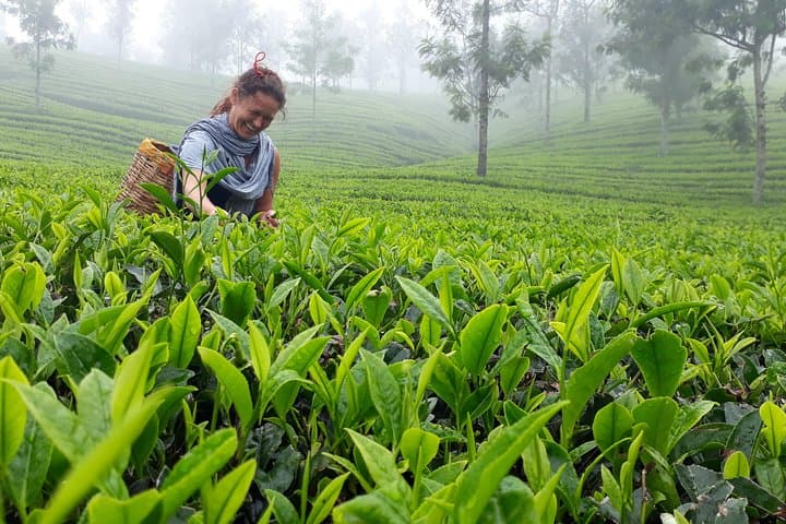 Munnar Tea Plantation Sunset Walk — Guided Tea-Estate Hike & Sunset View photo 3