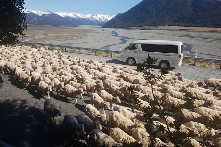 Tranz Alpine Train Tour: Christchurch to Arthurs Pass Scenic Day Trip photo 5