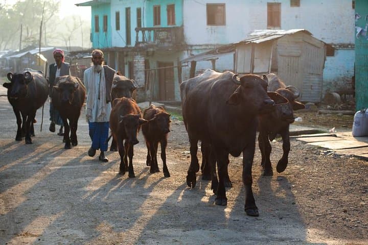 Buddhist Pilgrimage and Jungle Safari: 8-Day Lumbini to Chitwan Tour photo 3