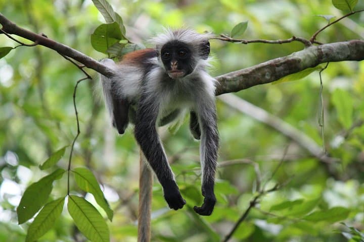 Jozani Forest Tour: See Zanzibar’s Red Colobus and Pete-Jozani Mangroves photo 1