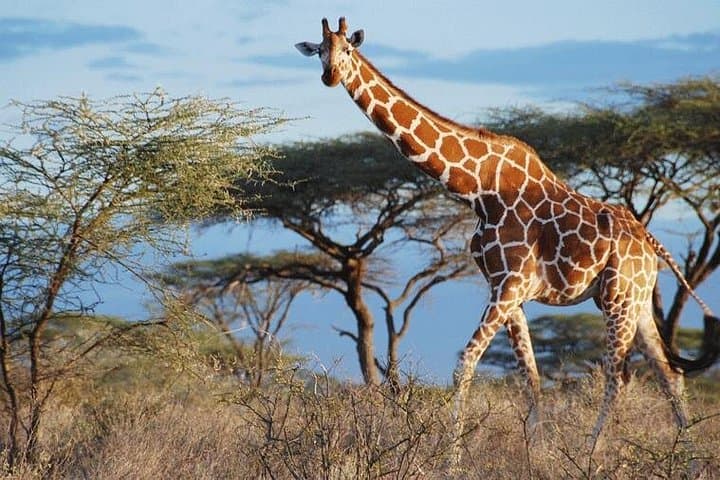 6-Day Kenya Safari: Amboseli, Aberdares & Samburu Wildlife Tour photo 2