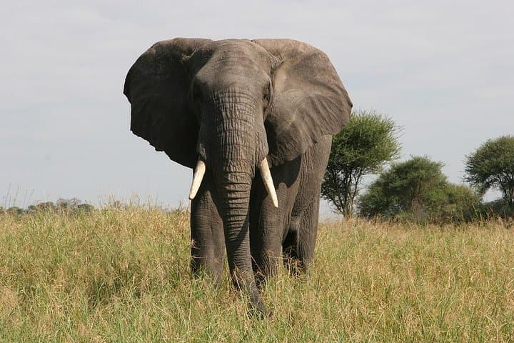 Tarangire National Park Safari: Elephant Herds, Baobabs & River Game Drives