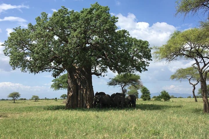 Tarangire National Park Safari: Elephant Herds, Baobabs & River Game Drives photo 2