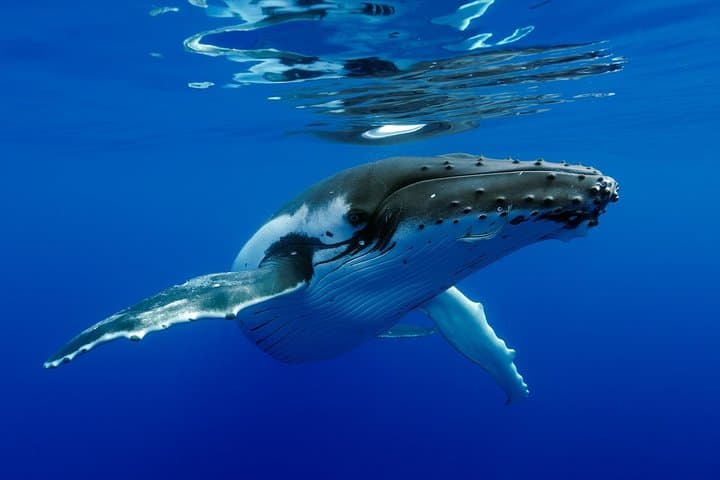 Bora Bora Whale Watching: Swim with Humpback Whales on a Private Inflatable Boat photo 3