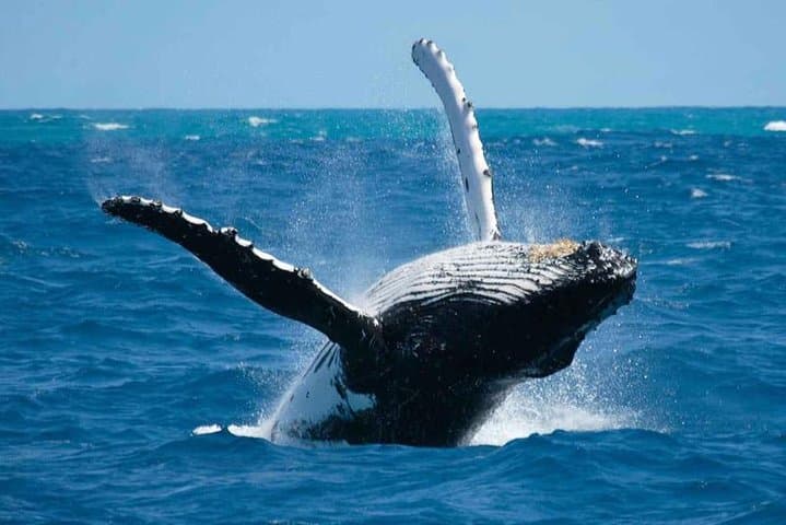Bora Bora Whale Watching: Swim with Humpback Whales on a Private Inflatable Boat photo 4
