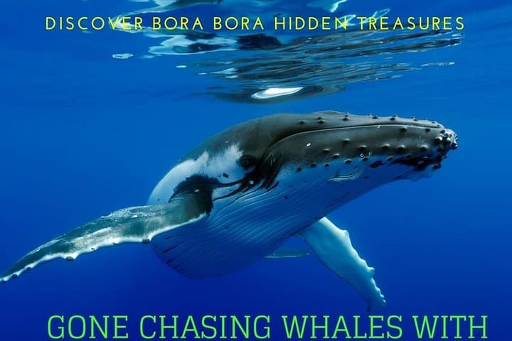 Private Whale Watching in Bora Bora — Swim with Humpbacks & Hydrophone Experience photo 2