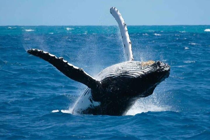 Private Whale Watching in Bora Bora — Swim with Humpbacks & Hydrophone Experience photo 3