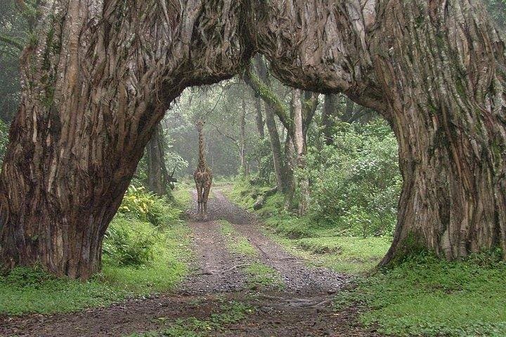 Full-Day Arusha National Park Guided Tour: Walks, Game Drives & Optional Canoe Safari photo 3