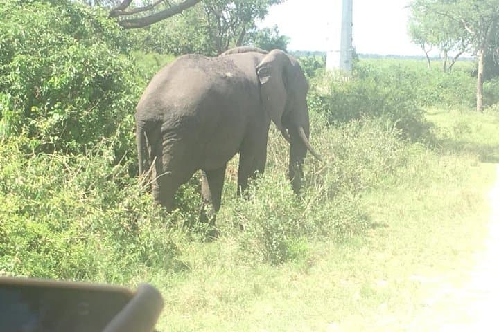 2-Day Queen Elizabeth National Park Safari & Kazinga Channel Cruise photo 3