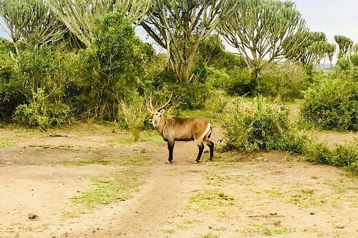 2-Day Queen Elizabeth National Park Safari & Kazinga Channel Cruise photo 4