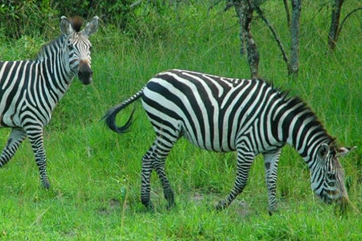 Day Safari to Lake Mburo National Park from Kampala — Wildlife, Lakes & Short Game Drives