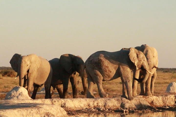 Buffalo Safari 8 Nights 9 Days — Chobe, Savuti, Moremi & Okavango Camping Safari photo 3