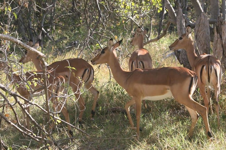 Buffalo Safari 8 Nights 9 Days — Chobe, Savuti, Moremi & Okavango Camping Safari photo 5