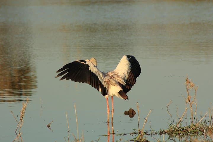 7-Day Okavango & Moremi Safari: Delta Camping, Mokoro Trips & Chobe Game Drives photo 4