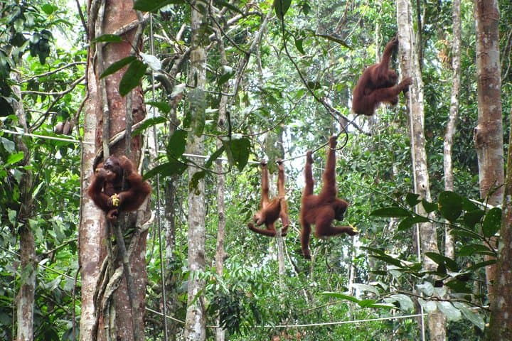 Semenggoh Orangutan Sanctuary Tour: See Semi‑Wild Orangutans Near Kuching photo 6