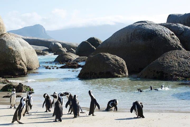 Full-Day Cape Peninsula & Boulders Beach Private Tour from Cape Town photo 3