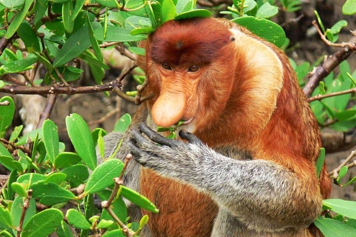 Bako National Park: Jungle Trails, Sea Stacks & Proboscis Monkeys Near Kuching photo 4