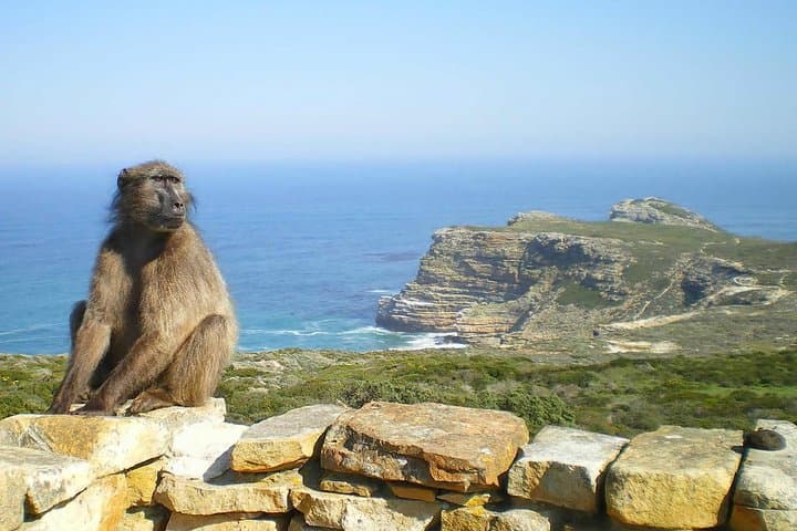 Full-Day Cape Peninsula & Boulders Beach Private Tour from Cape Town photo 5