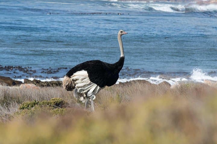 Cape Point & Constantia Wine Tour — Private Full-Day Cape Town Experience photo 5