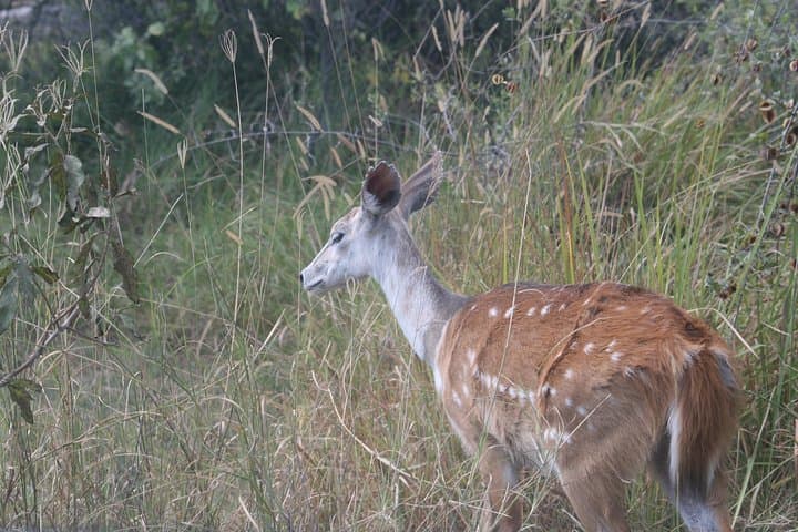 Chiefs Island Day Trip from Maun — Full-Day Okavango Boat Safari & Game Walk photo 5