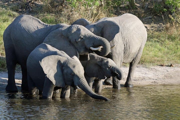 Botswana Photographers Safari: Kasane to Okavango 26-Day Expedition photo 4