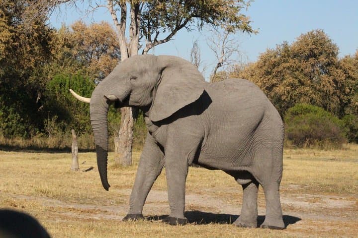 6-Day Nxai Pan Salt Pan Safari & Baobab Cultural Tour photo 6