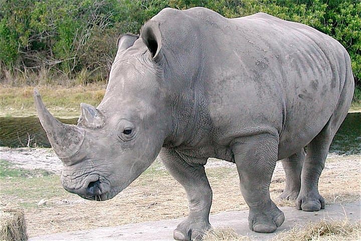 7-Day Central Botswana Safari: Khama Rhino, Lekhubu & Kalahari Adventure photo 6