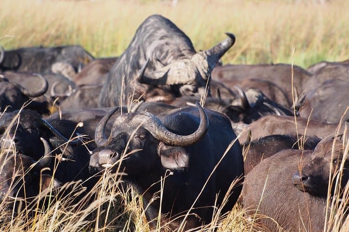 13-Day Botswana Safari: Okavango Delta, Moremi, Savuti & Chobe photo 4