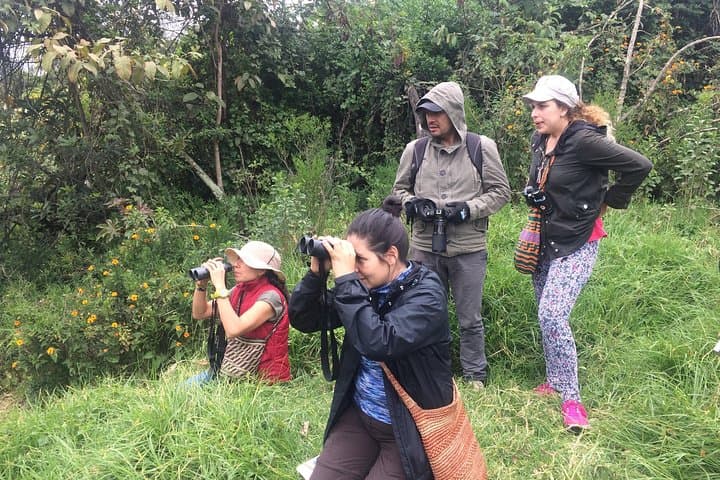 Chicaque Cloud Forest Birdwatching Day Trip from Bogotá (Private Tour with Lunch)