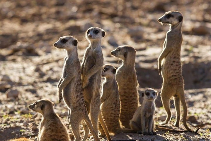 Makgadikgadi Pans Day Safari from Maun: Zebra Trails & Salt Pan Game Drive photo 2