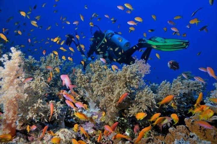 Ras Mohammed Snorkel Trip: Coral Reefs & Magic Lake from Sharm El Sheikh photo 3