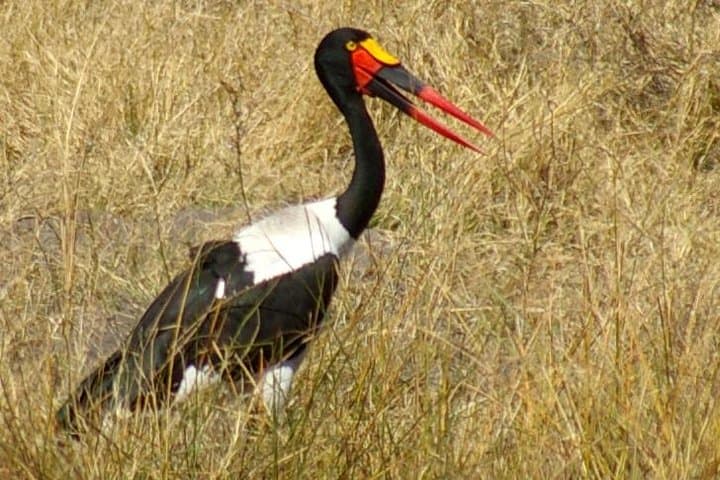 Day Safari in Moremi Game Reserve: Wildlife Drives from Maun photo 4