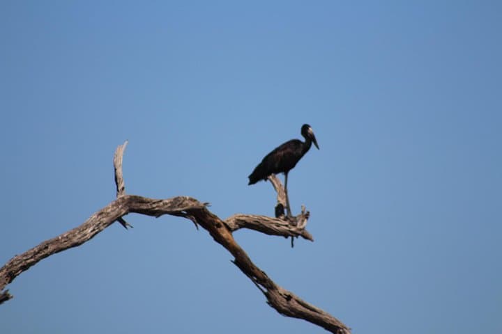 Makgadikgadi Meerkat Safari: 4-Night Stargazing & Okavango Delta Adventure photo 2
