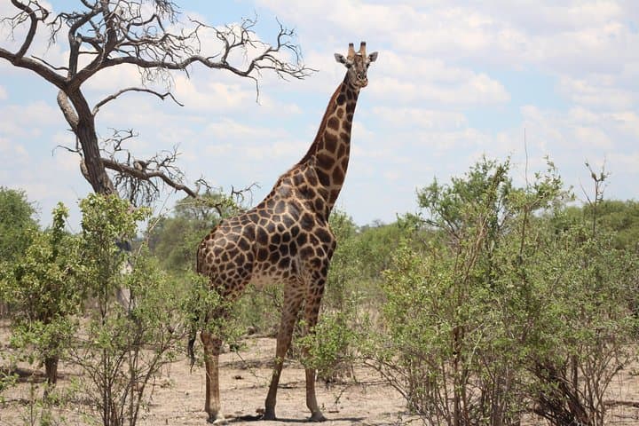 Makgadikgadi Meerkat Safari: 4-Night Stargazing & Okavango Delta Adventure photo 3
