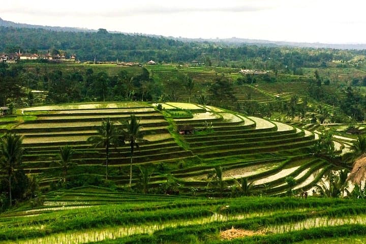 Nungnung Waterfall to Tanah Lot: Full-Day Jatiluwih & Bedugul Heritage Tour photo 4