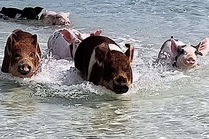 Swim with the Pigs — West End Crystal Beach Private Daytrip from Freeport