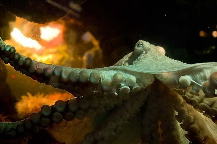 Boston CityPASS: 9-Day Ticket to Aquarium, Museum, Harbor Cruise & More photo 3