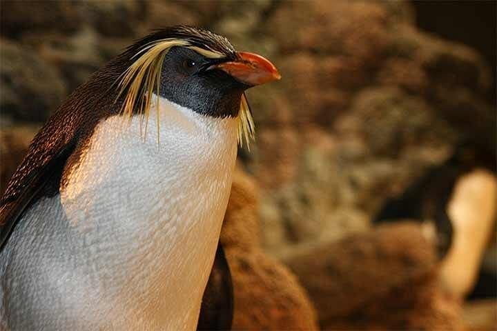 Boston CityPASS: 9-Day Ticket to Aquarium, Museum, Harbor Cruise & More photo 4