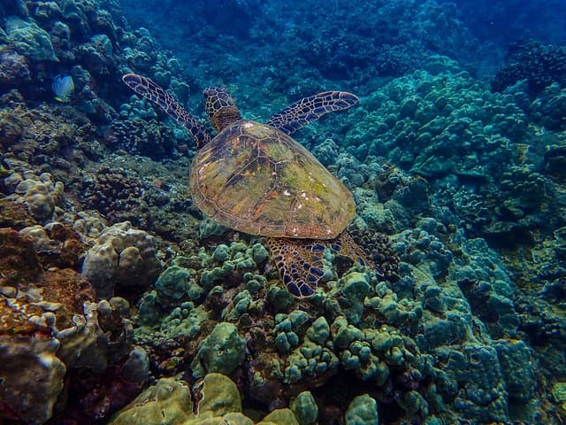 Molokini Snorkel & Sail from Maalaea Harbor — Day Trip to the Crescent Crater photo 5