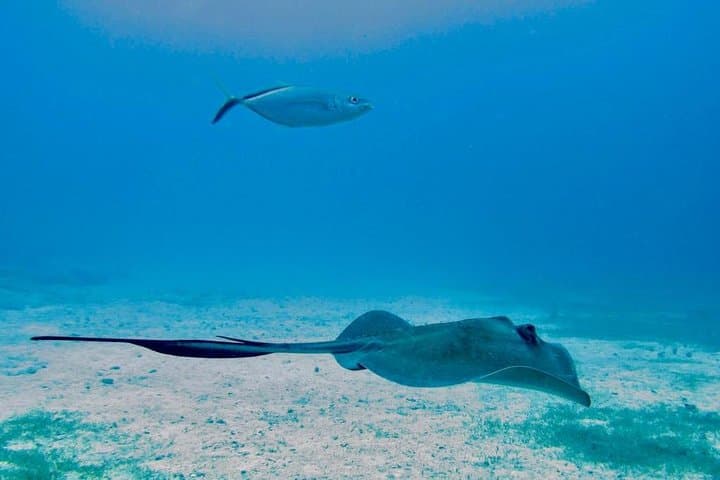 Sailing Sint Maarten: Full-Day Eco Snorkel to Tintamarre & Creole Rock photo 4