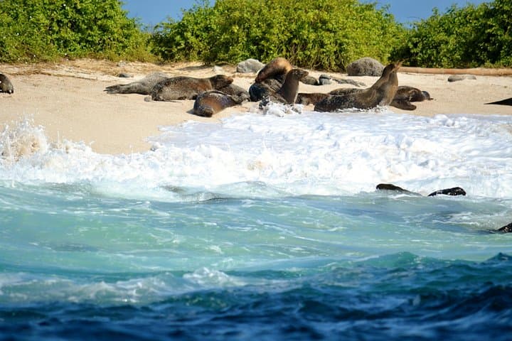 Exploring Santa Cruz Bay: A Snorkeling and Wildlife Adventure in the Galapagos Islands photo 5