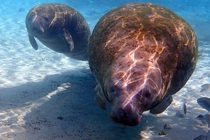 Private Manatee Snorkel Tour in Crystal River — Guided Swim with Gentle Giants photo 3