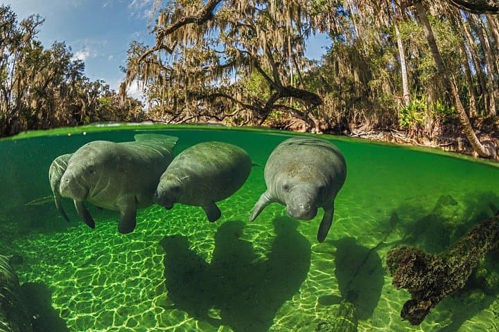 VIP Heated Manatee Snorkel Tour in Crystal River's Kings Bay