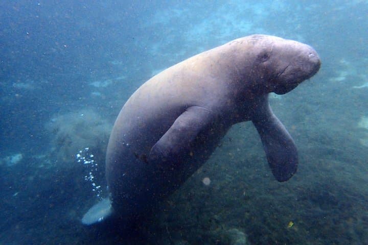 Experience Crystal River's Manatee Snorkel Adventure with Expert Guides photo 4